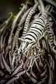 Crinoid Shrimp Cebu Philippines Black and White Wall Decal
