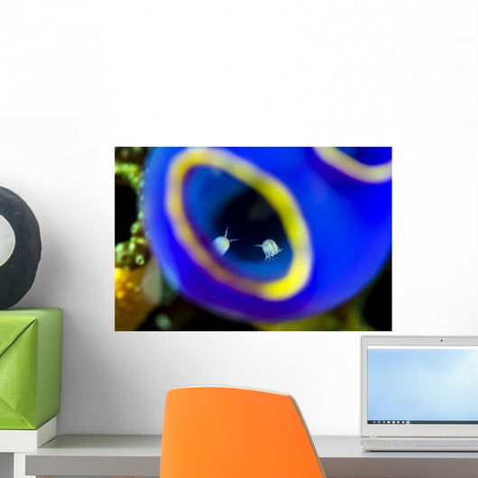 Isopods inside Blue Painted Wall Decal