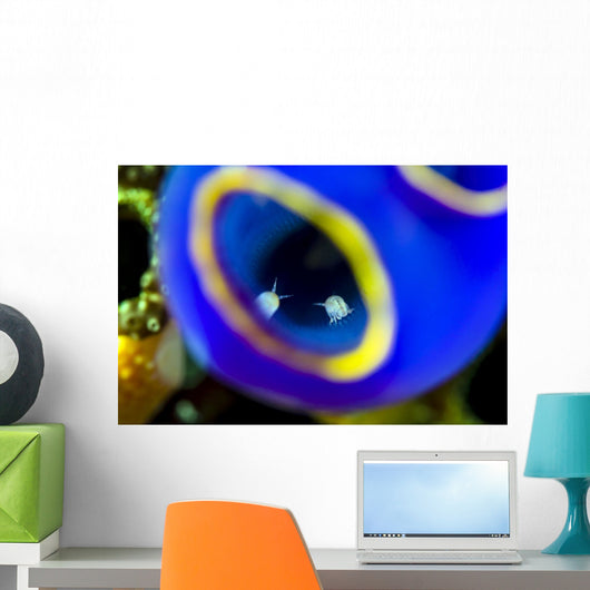 Isopods inside Blue Painted Wall Decal