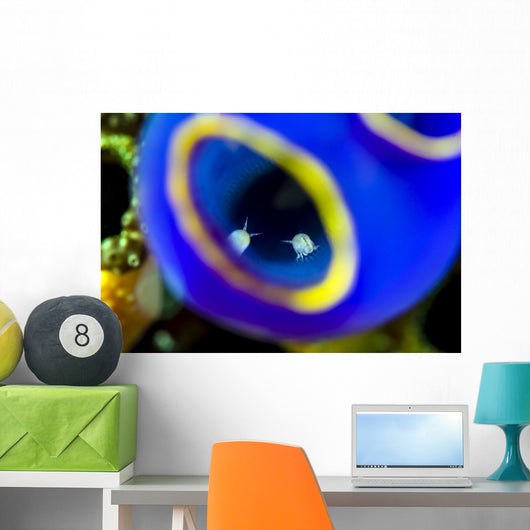 Isopods inside Blue Painted Wall Decal