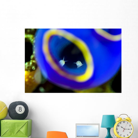 Isopods inside Blue Painted Wall Decal