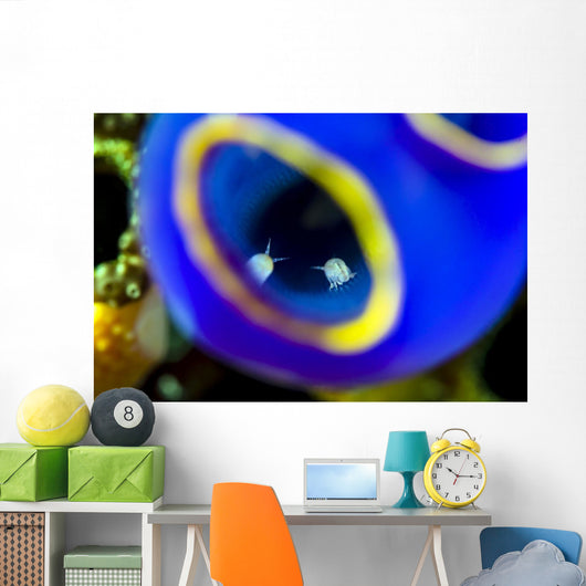 Isopods inside Blue Painted Wall Decal