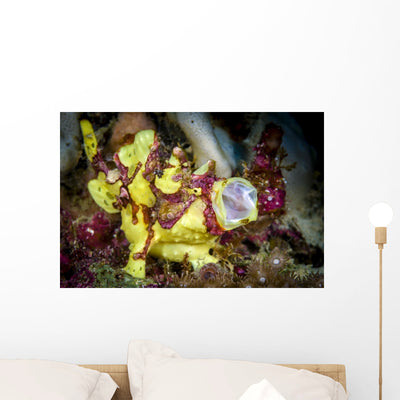 Warty Frogfish Yawning Cebu Wall Decal shown on a wall