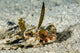 Flying Gurnard Ocean Floor Wall Decal