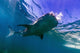 Whale Shark near Surface Wall Decal