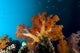 Soft Coral Scene Cebu Wall Decal