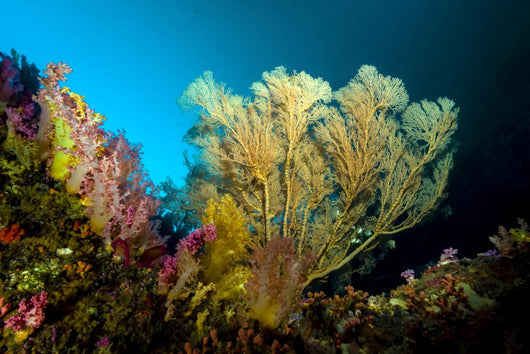 Sea Fan Cebu Philippines Wall Decal