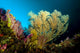 Sea Fan Cebu Philippines Wall Decal