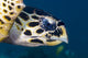 Hawksbill Sea Turtle Head Wall Decal