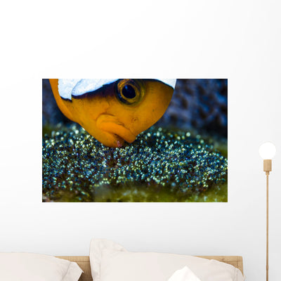 Anemonefish with Eggs Cebu Wall Decal shown on a wall