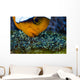 Anemonefish with Eggs Cebu Wall Decal