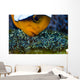 Anemonefish with Eggs Cebu Wall Decal