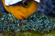 Anemonefish with Eggs Cebu Wall Decal