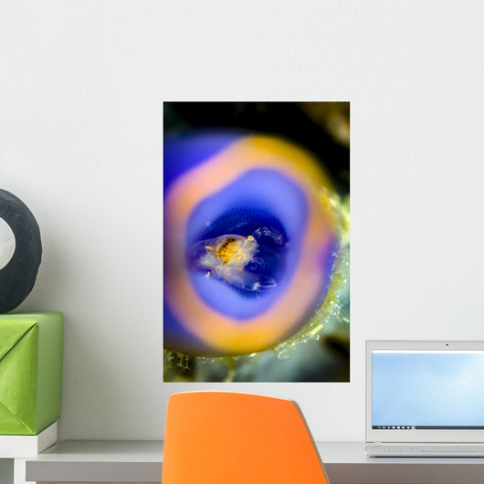 Shrimp Tunicate Cebu Philippines Wall Decal