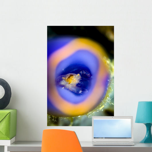 Shrimp Tunicate Cebu Philippines Wall Decal