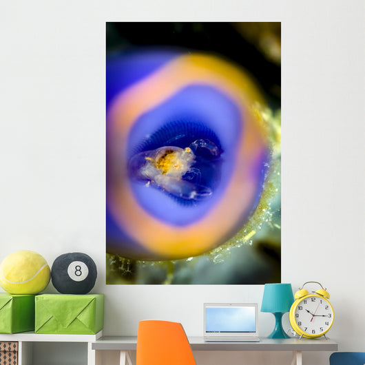 Shrimp Tunicate Cebu Philippines Wall Decal