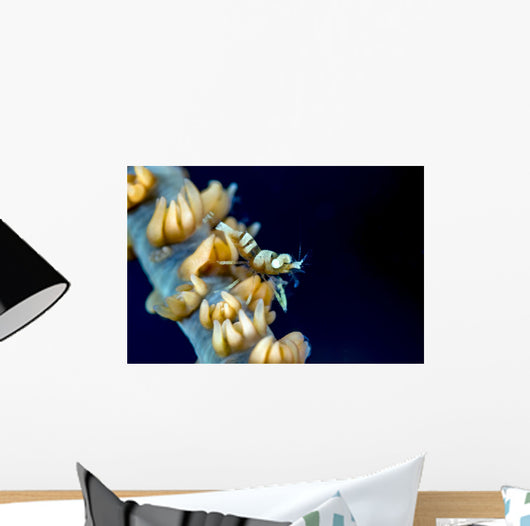 Anker's Whip Coral Shrimp Wall Decal
