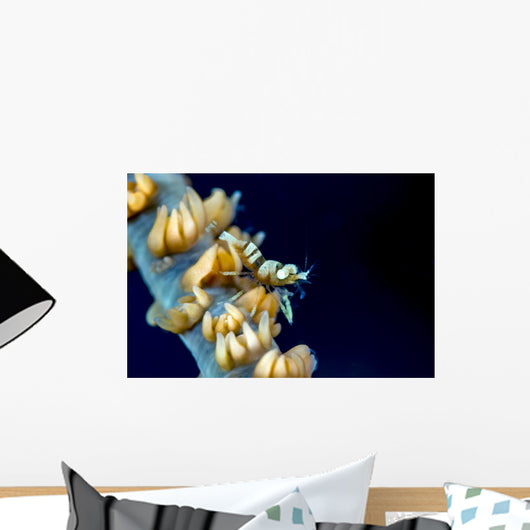Anker's Whip Coral Shrimp Wall Decal