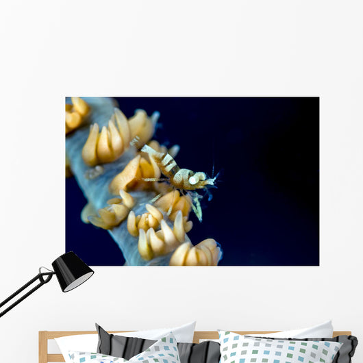 Anker's Whip Coral Shrimp Wall Decal