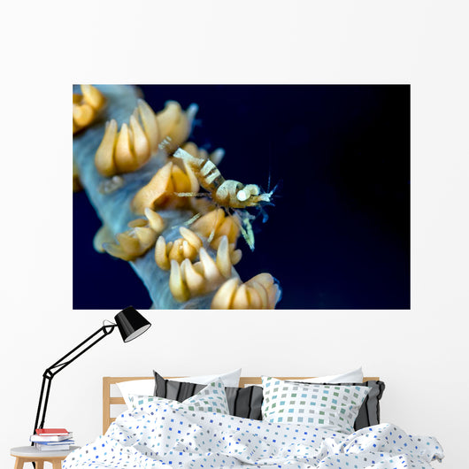 Anker's Whip Coral Shrimp Wall Decal