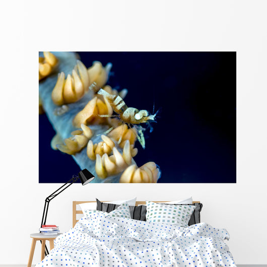Anker's Whip Coral Shrimp Wall Decal