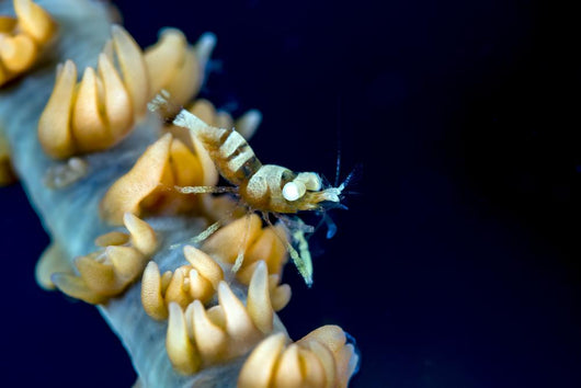 Anker's Whip Coral Shrimp Wall Decal
