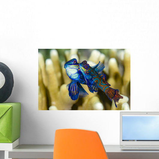 Pair Mandarinfish Mating Cebu Wall Decal