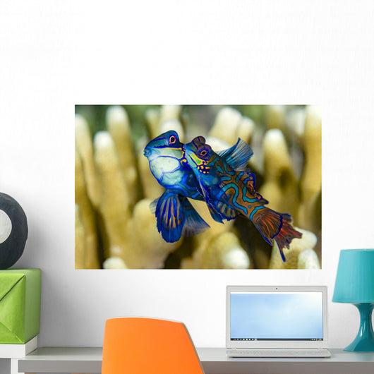 Pair Mandarinfish Mating Cebu Wall Decal