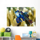 Pair Mandarinfish Mating Cebu Wall Decal