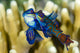 Pair Mandarinfish Mating Cebu Wall Decal