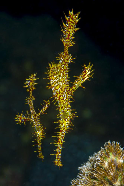Pair Ornate Ghost Pipefish Wall Decal