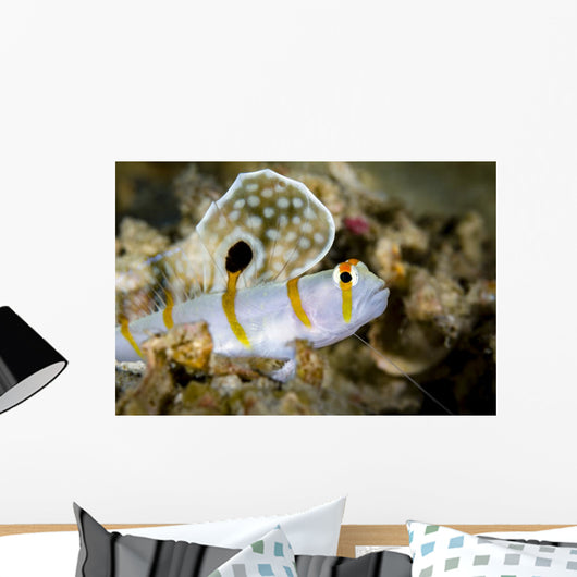 Randall's Shrimp Goby Cebu Wall Decal