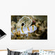 Randall's Shrimp Goby Cebu Wall Decal