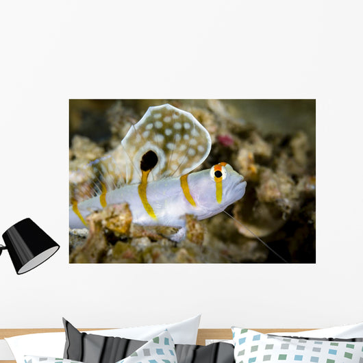 Randall's Shrimp Goby Cebu Wall Decal