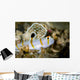 Randall's Shrimp Goby Cebu Wall Decal