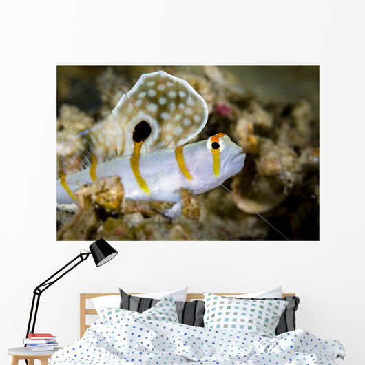 Randall's Shrimp Goby Cebu Wall Decal