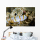 Randall's Shrimp Goby Cebu Wall Decal