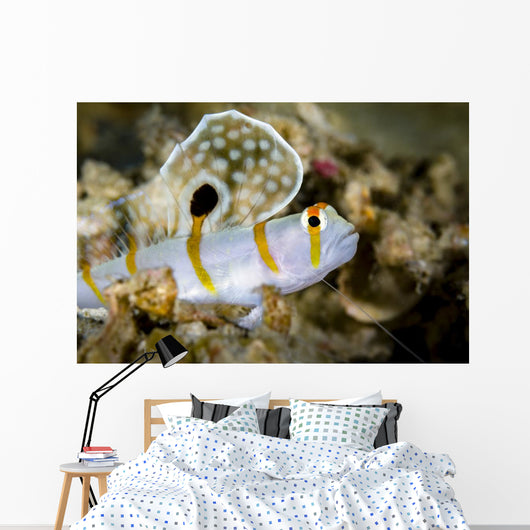 Randall's Shrimp Goby Cebu Wall Decal
