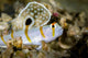 Randall's Shrimp Goby Cebu Wall Decal