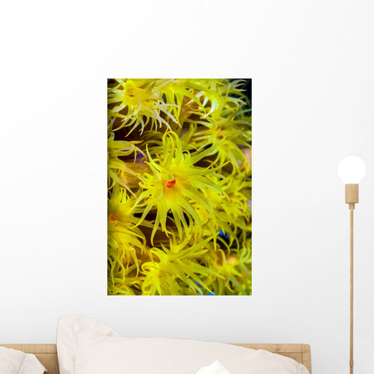 Orange Cup Coral Cebu Wall Decal