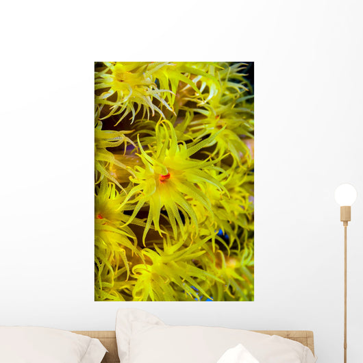 Orange Cup Coral Cebu Wall Decal