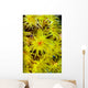 Orange Cup Coral Cebu Wall Decal