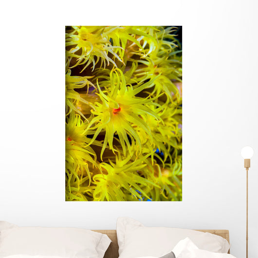 Orange Cup Coral Cebu Wall Decal