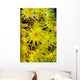 Orange Cup Coral Cebu Wall Decal