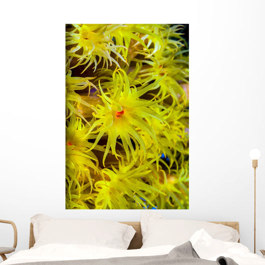 Orange Cup Coral Cebu Wall Decal