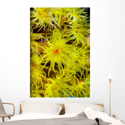 Orange Cup Coral Cebu Wall Decal