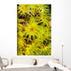 Orange Cup Coral Cebu Wall Decal