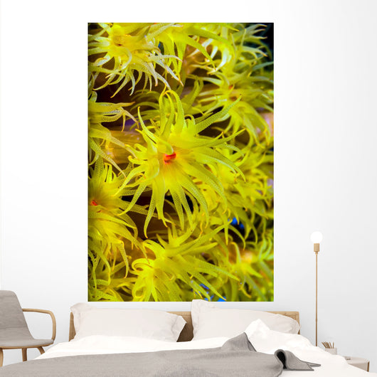 Orange Cup Coral Cebu Wall Decal