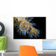 Beautiful Tiger Anemone Colony Top View Wall Decal