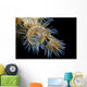 Beautiful Tiger Anemone Colony Top View Wall Decal